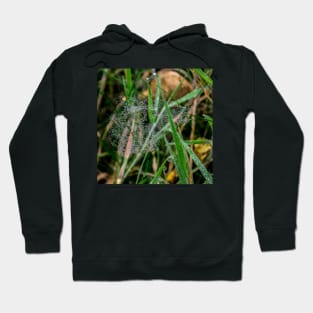 Beautiful spider web with drops of rain Hoodie